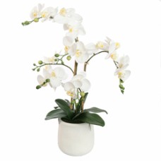 Orchidee X3 in Pot 62 cm Wit – Realistische (Kunst)Orchidee Orchidee X3 in Pot 62 cm Wit – Realistische (Kunst)Orchidee