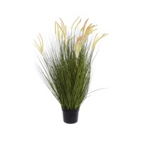 Grass Foxtail in pot