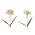 Amaryllis op stam Cream/Goud